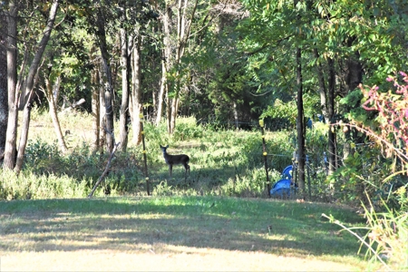 Hunting, Farmland, Pasture, Building Sites, Privacy, Fenced - image 8
