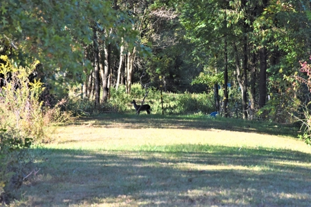 Hunting, Farmland, Pasture, Building Sites, Privacy, Fenced - image 7