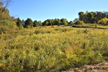 Hunting, Farmland, Pasture, Building Sites, Privacy, Fenced - image 10