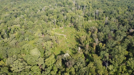 Saline Bayou 310 - Land for Sale Bienville Parish, LA - image 7