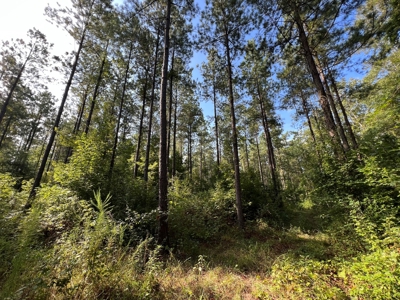 Saline Bayou 310 - Land for Sale Bienville Parish, LA - image 29