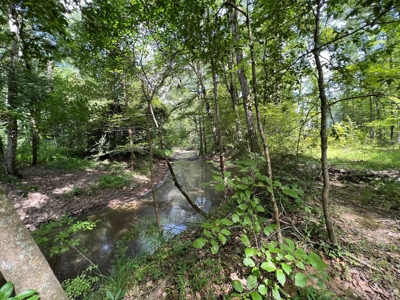 Saline Bayou 310 - Land for Sale Bienville Parish, LA - image 21