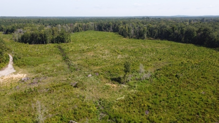 Saline Bayou 310 - Land for Sale Bienville Parish, LA - image 12