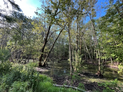 Saline Bayou 310 - Land for Sale Bienville Parish, LA - image 33