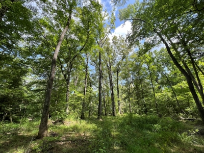 Saline Bayou 310 - Land for Sale Bienville Parish, LA - image 20