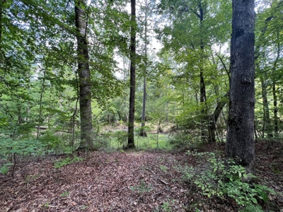 Saline Bayou 310 - Land for Sale Bienville Parish, LA - image 16