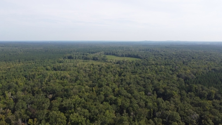 Saline Bayou 310 - Land for Sale Bienville Parish, LA - image 6