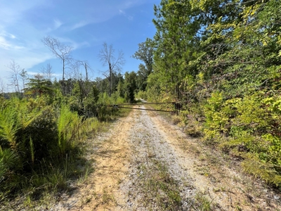 Saline Bayou 310 - Land for Sale Bienville Parish, LA - image 42