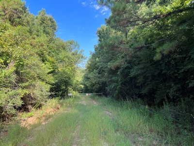 Saline Bayou 310 - Land for Sale Bienville Parish, LA - image 23