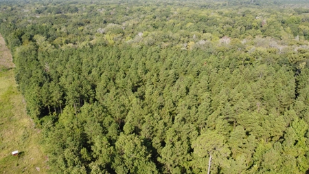Saline Bayou 310 - Land for Sale Bienville Parish, LA - image 2