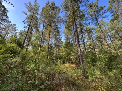 Saline Bayou 310 - Land for Sale Bienville Parish, LA - image 24