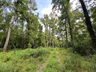 Saline Bayou 310 - Land for Sale Bienville Parish, LA - image 19