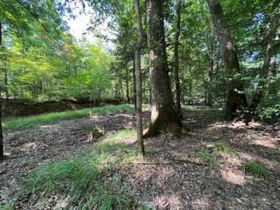 Saline Bayou 310 - Land for Sale Bienville Parish, LA - image 46