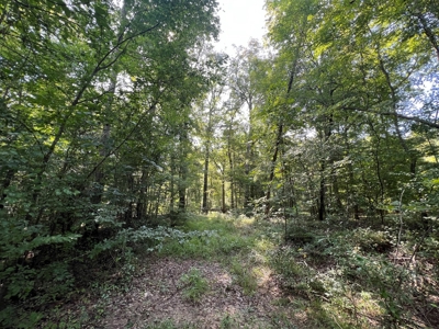 Saline Bayou 310 - Land for Sale Bienville Parish, LA - image 44