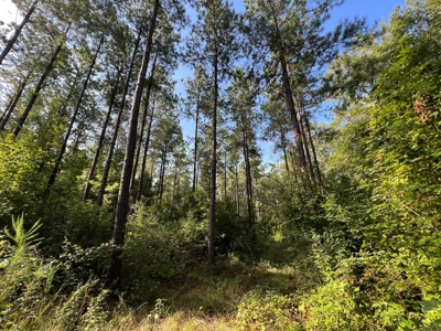 Saline Bayou 310 - Land for Sale Bienville Parish, LA - image 30