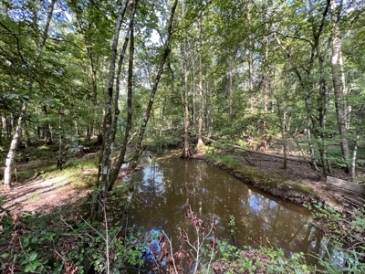 Saline Bayou 310 - Land for Sale Bienville Parish, LA - image 38