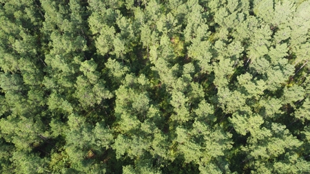 Saline Bayou 310 - Land for Sale Bienville Parish, LA - image 3