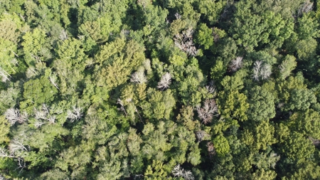 Saline Bayou 310 - Land for Sale Bienville Parish, LA - image 5