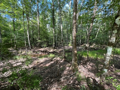 Saline Bayou 310 - Land for Sale Bienville Parish, LA - image 37