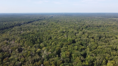 Saline Bayou 310 - Land for Sale Bienville Parish, LA - image 8