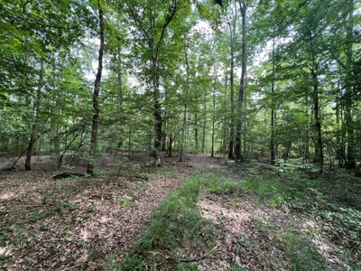 Saline Bayou 310 - Land for Sale Bienville Parish, LA - image 15