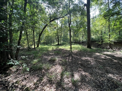 Saline Bayou 310 - Land for Sale Bienville Parish, LA - image 45