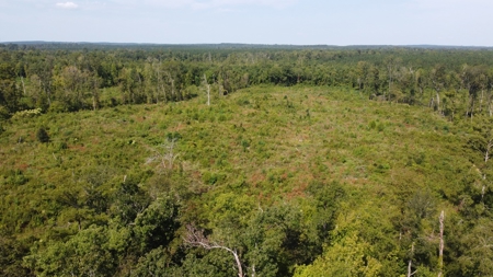 Saline Bayou 310 - Land for Sale Bienville Parish, LA - image 11