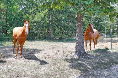 Arena, Horse Property or Income Producing Property - image 29