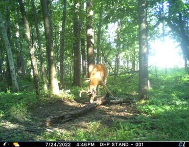 Rare 87 Acre Private Retreat with a Trout Stream - image 48