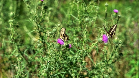 Rare 87 Acre Private Retreat with a Trout Stream - image 34