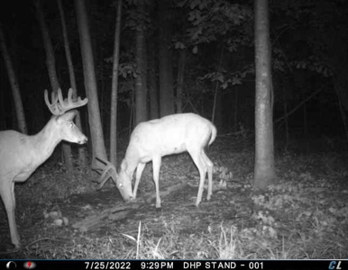 Rare 87 Acre Private Retreat with a Trout Stream - image 47