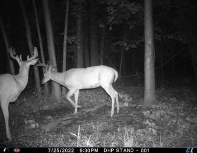 Rare 87 Acre Private Retreat with a Trout Stream - image 49