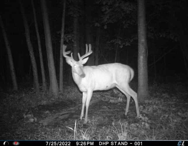 Rare 87 Acre Private Retreat with a Trout Stream - image 43