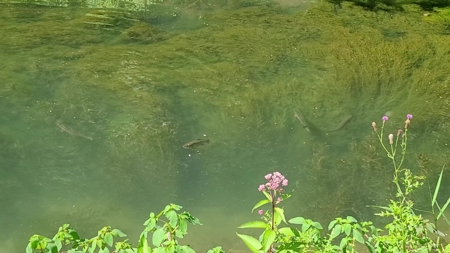 Rare 87 Acre Private Retreat with a Trout Stream - image 31