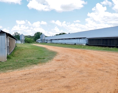 4 House Turnkey Poultry Broiler MS Farm with 60 Acres - image 5
