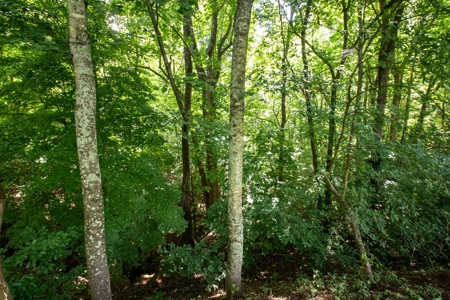 Land for Sale in Giles County, Tennessee - image 29