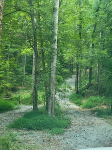 22.51 Acres Of Unrestricted Woodland - Unfinished Cabin, Ky - image 19