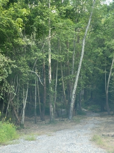 22.51 Acres Of Unrestricted Woodland - Unfinished Cabin, Ky - image 16