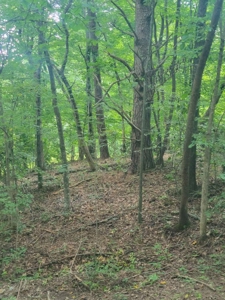 22.51 Acres Of Unrestricted Woodland - Unfinished Cabin, Ky - image 3