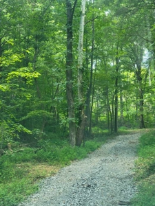 22.51 Acres Of Unrestricted Woodland - Unfinished Cabin, Ky - image 2