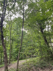 22.51 Acres Of Unrestricted Woodland - Unfinished Cabin, Ky - image 8