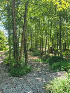 22.51 Acres Of Unrestricted Woodland - Unfinished Cabin, Ky - image 5