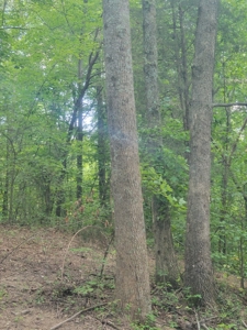 22.51 Acres Of Unrestricted Woodland - Unfinished Cabin, Ky - image 4