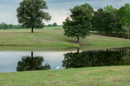 Luxury East TX Recreational Cattle Ranch for Sale in Gilmer - image 5