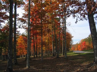 Equine Land for sale Jamestown TN Highlands Big South Fork - image 4