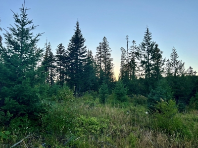 20+ Acres of Land Available near Orofino, Idaho - image 9