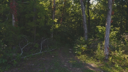 Unrestricted Land for Sale Greene County, Tennessee - image 8
