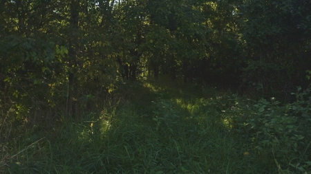 Unrestricted Land for Sale Greene County, Tennessee - image 15