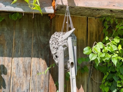 Maine Off-Grid Camp - image 12