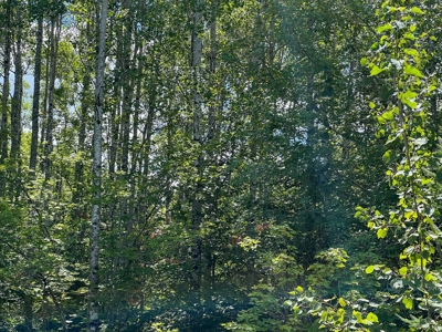 Maine Off-Grid Camp - image 10